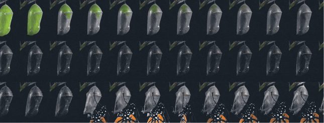 734801_1802517553306555_5443710144804443446_n